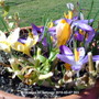 Crocuses on balcony 2010-03-07 003 (Crocus chrysanthus (Crocus))