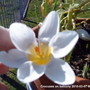 Crocus (Crocus chrysanthus (Crocus))