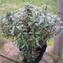 pieris japonica little heath (Pieris japonica 'Little Heath')