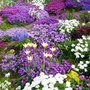 My front garden in springtime.