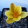 Crocus Herald