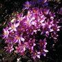 Crocus tommasinianus roseus