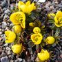 Eranthis Guinea Gold