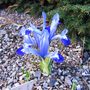 Iris Clairette