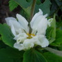 Japanese Anemone