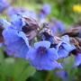 Pulmonaria