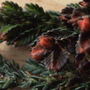 Heather  ' Leslie Slinger '  (Calluna Vulgaris)