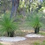 Xanthorrhoea preissii