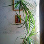 Dragon Tree (Dracaena marginata)