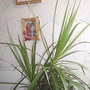 Dragon tree 21-09-2007 (Dracaena marginata)