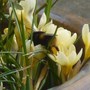 Bees knees !