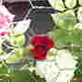 Miniature Rose 2006-07-17 Pink, White & Dark Red (Rosa)