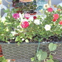 Miniature Roses in trough 2006-07-17 (Rosa)