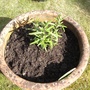 Rosemary officinalis (Rosmarinus officinalis)