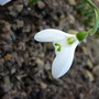 snowdrop face