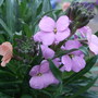 Erysimum 'Jenny Brook' (Erysimum)