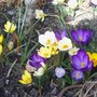 Crocuses - my favourite spring flowers :o)