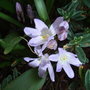 Chionodoxa luciliae 'Pink Giant' - 2010 (Chionodoxa luciliae 'Pink Giant')