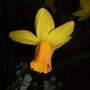 Narcissus cyclamineus 'Jetfire' (Narcissus cyclamineus (Cyclamen-flowered daffodil))