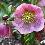 Hellebore