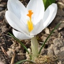 Crocus