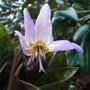 Erythronium dens-canis - 2010 (Erythronium dens-canis (Dog Tooth Violet))
