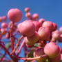 Sorbus 'Pink Pagoda'