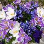 Crocus, Iris and Pansy. 