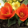 Tulipa 'Early Harvest' (Tulipa)