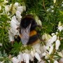 Bee on heather 