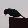 Silhouette