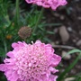Scabious 'Pink Jewel' (Scabiosa africana (African Scabious) 'Pink Jewel')