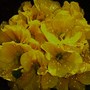 Polyanthus_yellow_hybrids