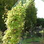 Spring__26.4.2008_024.jpg