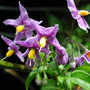Solanum crispum 'Glasnevin' (Solanum crispum (Chilean potato tree)'Glasnevin')