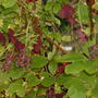 A garden flower photo