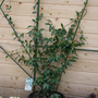 Trachelospermum-jasminoides (Trachelospermum jasminoides (Star jasmine))