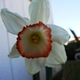 Lone Daffodil (Narcissus moschatus (White Daffodil))