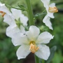 Verbascum 'Flash of White (Verbascum)
