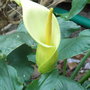 Arum creticum - 2010 (Arum creticum)