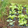 My Veggie Patch!