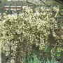 Clematis x cartmanii 'Moonbeam' (Clematis x cartmanii 'Moonbeam')