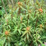 Euphorbia griffithii 'Fireglow' (Euphorbia griffithii 'Fireglow')