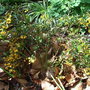 Berberis