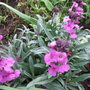 Erysimum__bowles_mauve__