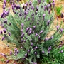 Lavendar (Lavandula angustifolia (Lavender))