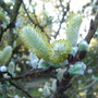 Salix hastata 'Wehrhahnii' (close-up) - 2010 (Salix hastata 'Wehrhahnii')