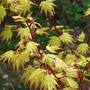 Acer Palmatum