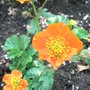 Geum 'Beech House Apricot' (Geum 'Beech House Apricot')