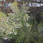 Erica arborea